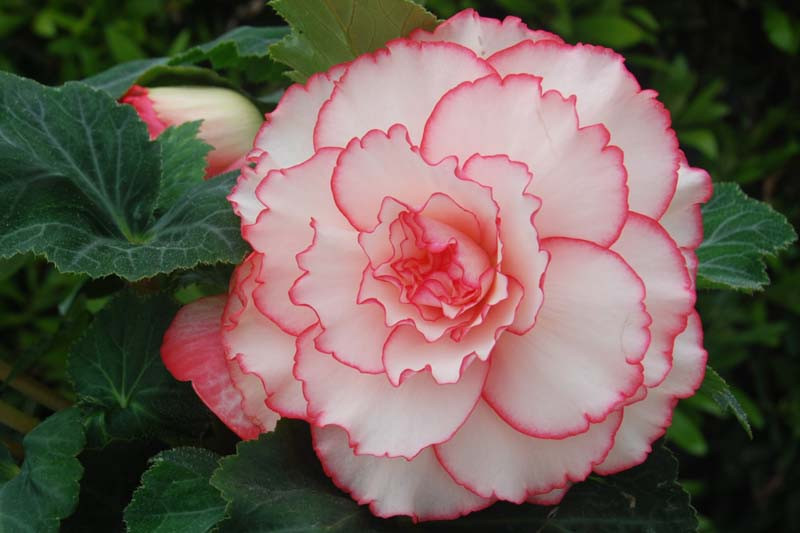 Begonia 'Picotee WhitePink'